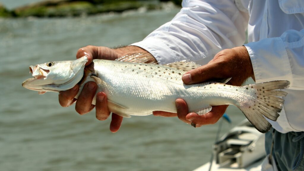 A freshly caught speckled trout being held by a fisherman on a boat, with water and marshland in the background.